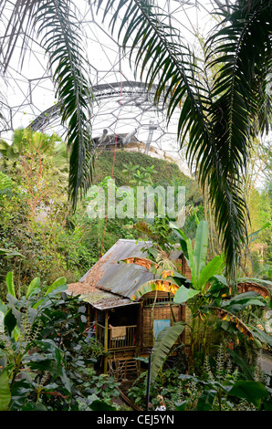 Una vista nella foresta pluviale tropicale biome al Progetto Eden in Cornwall, Regno Unito Foto Stock