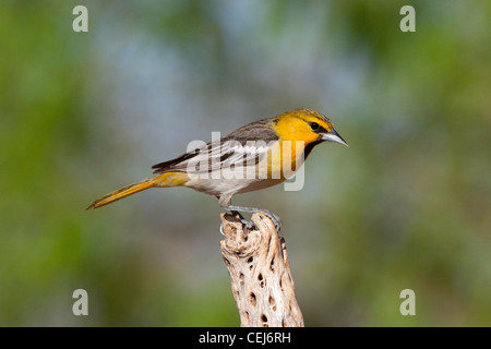 Il Giovenco Rigogolo ittero bullockii Amado, Santa Cruz County, Arizona, Stati Uniti 16 aprile del primo anno di sesso maschile. Icteridae Foto Stock