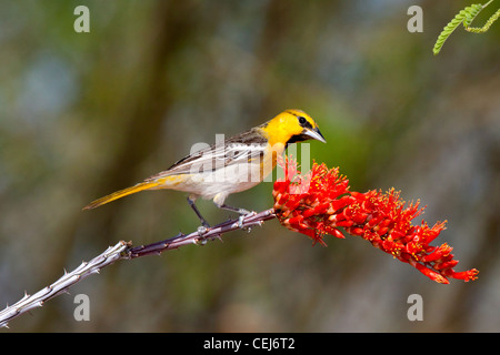 Il Giovenco Rigogolo ittero bullockii Amado, Santa Cruz County, Arizona, Stati Uniti 16 aprile del primo anno di sesso maschile. Icteridae Foto Stock