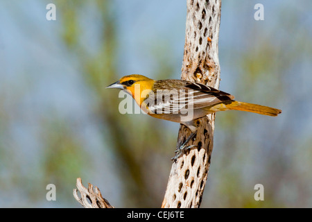 Il Giovenco Rigogolo ittero bullockii Amado, Santa Cruz County, Arizona, Stati Uniti 16 aprile del primo anno di sesso maschile. Icteridae Foto Stock