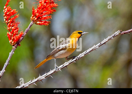 Il Giovenco Rigogolo ittero bullockii Amado, Santa Cruz County, Arizona, Stati Uniti 16 aprile del primo anno di sesso maschile. Icteridae Foto Stock