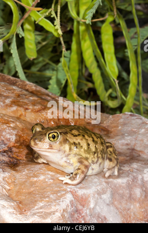 Il lettino Spadefoot Toad Scaphiopus couchii Tucson Pima County, Arizona, Stati Uniti 2 luglio Pelobatidae adulti Foto Stock