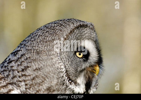 Un Allocco degli Urali ritratto Foto Stock