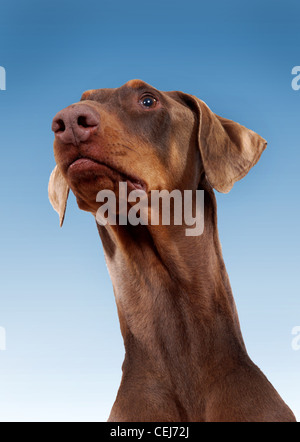 Ritratto di un Rosso Dobermann cane. Foto Stock