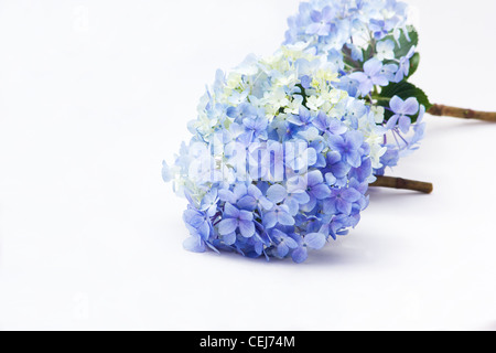 Ortensie blu su sfondo bianco Foto Stock