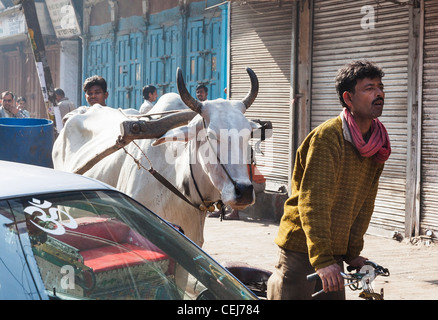 La vita di strada nella Vecchia Delhi, India, con la sacra giovenco e la forcella e l'uomo in bicicletta su un risciò bicicletta Foto Stock