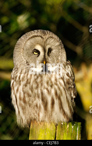 Ural Owl seduto su un post Foto Stock