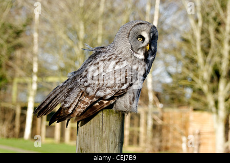 Ural Owl seduto su un post Foto Stock