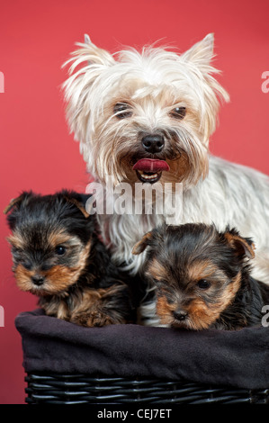 Yorkshire terrier cuccioli con la loro mamma in un cestello di marrone, su sfondo rosso Foto Stock
