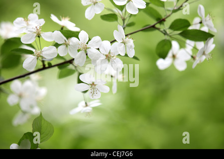 Blooming ramo di susino Foto Stock