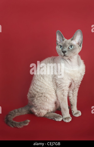 Devon Rex gatto seduto su sfondo rosso Foto Stock