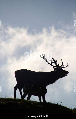 Daini e cervi in Calke Abbey Park, il National Trust, Ticknall, Derbyshire. Foto Stock