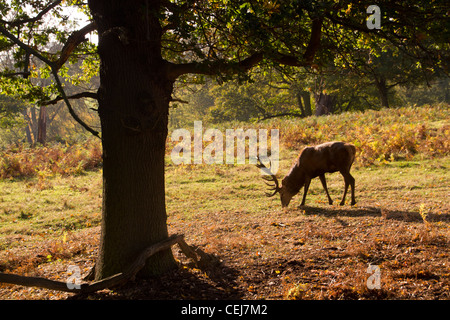 Daini e cervi in Calke Abbey Park, il National Trust, Ticknall, Derbyshire. Foto Stock