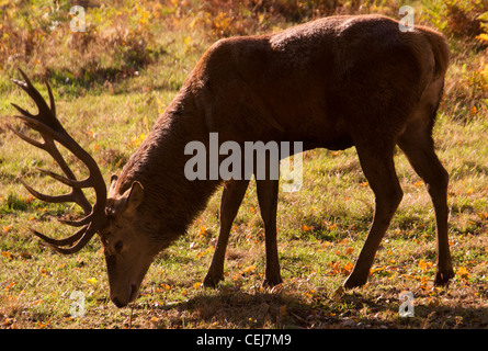 Daini e cervi in Calke Abbey Park, il National Trust, Ticknall, Derbyshire. Foto Stock