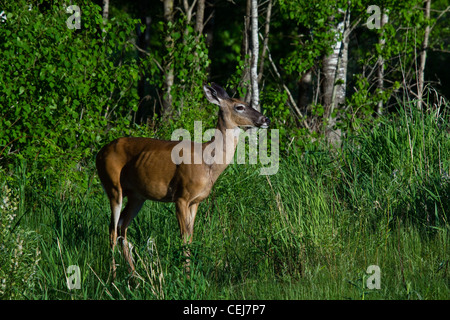 White-tailed doe Foto Stock