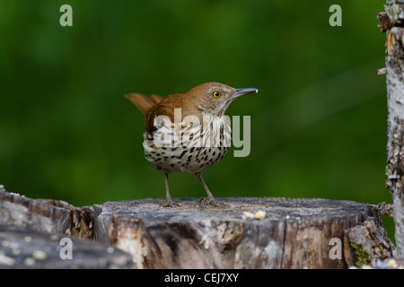 Thrasher Brown Foto Stock