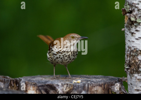 Thrasher Brown Foto Stock