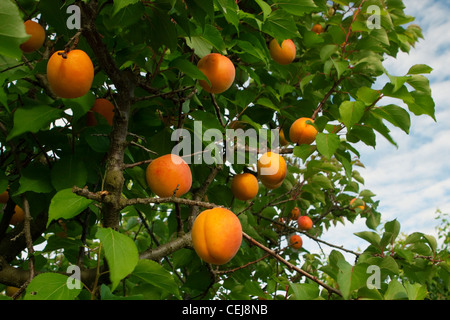 Agricoltura - albicocche mature sull'albero, maturo e pronto per la mietitura / vicino Dinuba, California, Stati Uniti d'America. Foto Stock