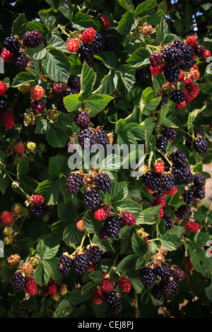 Agricoltura - More sulla boccola in vari stadi di maturazione / vicino Dinuba, California, Stati Uniti d'America. Foto Stock