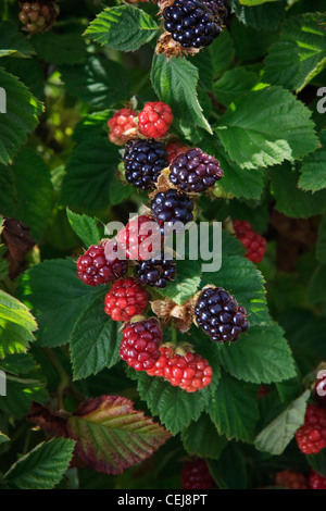 Agricoltura - More sulla boccola in vari stadi di maturazione / vicino Dinuba, California, Stati Uniti d'America. Foto Stock