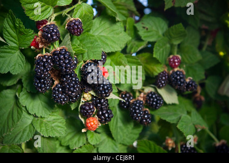 Agricoltura - More sulla boccola in vari stadi di maturazione / vicino Dinuba, California, Stati Uniti d'America. Foto Stock