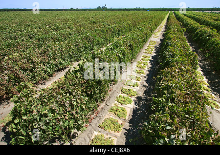 Agricoltura - Una vigna di raccolte Thompson Seedless uve stabilite sui vassoi della carta per asciugatura in uva / CALIFORNIA, STATI UNITI D'AMERICA Foto Stock