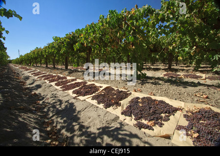 Agricoltura - guardando verso il basso una riga di raccolte rosso fiamma uve da tavola stabilite sui vassoi della carta per asciugatura in uvetta /California Foto Stock