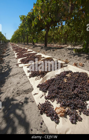 Agricoltura - guardando verso il basso una riga di raccolte rosso fiamma uve da tavola stabilite sui vassoi della carta per asciugatura in uvetta /California Foto Stock