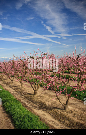 Agricoltura - un pesche noci orchard in primavera presso il pieno fiore palcoscenico / vicino Dinuba, California, Stati Uniti d'America. Foto Stock