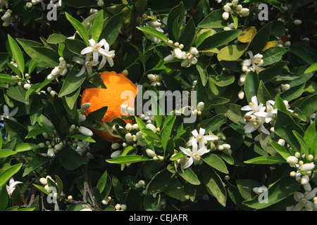 Agricoltura - un raccolto maturo pronto arancione sull'albero circondato da fiori di primavera / vicino a Orange Cove, California, USA. Foto Stock