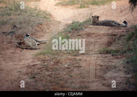 Ghepardi giacenti in strada,leggende Game Reserve,Provincia di Limpopo Foto Stock