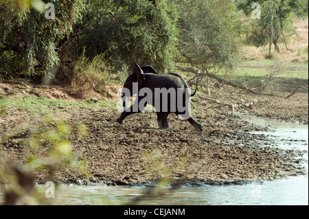 Elefanti a Watering Hole,leggende Game Reserve,Provincia di Limpopo Foto Stock