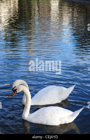 Kiss dei cigni bianchi sul lago del parco della città Foto Stock