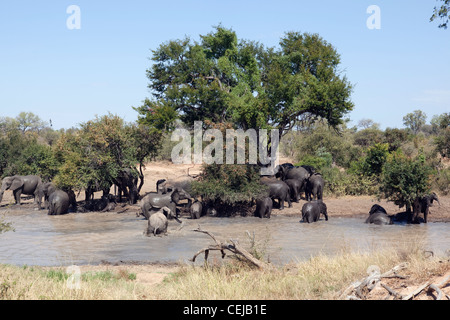 Branco di elefanti a Watering Hole,leggende Game Reserve,Provincia di Limpopo Foto Stock