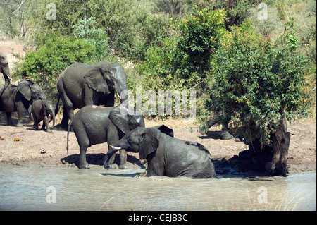 Branco di elefanti a Watering Hole,leggende Game Reserve,Provincia di Limpopo Foto Stock