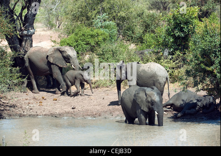 Branco di elefanti a Watering Hole,leggende Game Reserve,Provincia di Limpopo Foto Stock