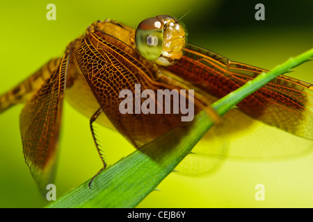 Un Rosso Grasshawk dragonfly prese a Kuala Lumpur in Malesia Foto Stock