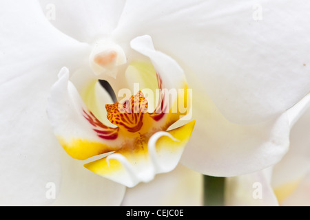 White Orchid closeup #1 Foto Stock