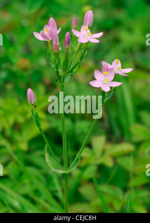 Comune - Centaury Centaurium erythraea Foto Stock