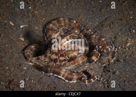 Un mimic octopus trovata in un sito di immersione nel Lembeh strait, Nord Sulawesi, Indonesia Foto Stock
