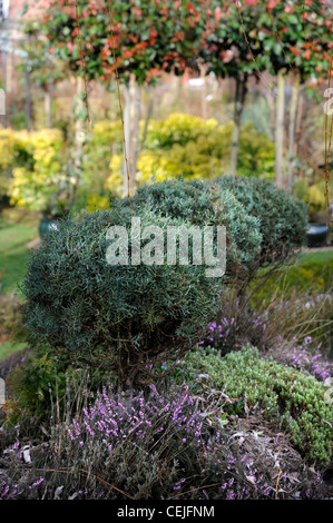 Un giardino progettato per l'inverno colore vicino MONTGOMERY, POWYS REGNO UNITO Foto Stock