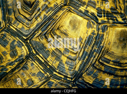 Close-up modello di guscio di un 100 anno vecchio tortoise Foto Stock