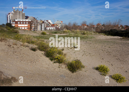 Dune e urbanizzazione di avanzamento mediante la costruzione di appartamenti lungo la costa belga del Mare del Nord, Knokke, Belgio Foto Stock