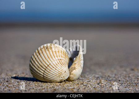Comune / increspatura commestibili (Cerastoderma edule / Cardium edule) conchiglie sulla spiaggia, Belgio Foto Stock