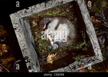Quercino (Eliomys quercinus) dormire avvolto a ricciolo in nestbox durante la modalità di ibernazione, Belgio Foto Stock