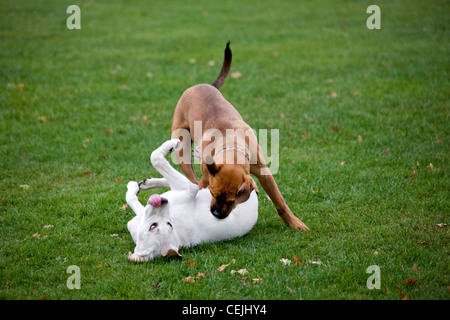 I giovani cani (Canis lupus familiaris) divertirsi giocando, caccia e mordere ogni altro in giardino Foto Stock