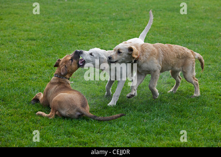 I giovani cani (Canis lupus familiaris) divertirsi giocando, caccia e mordere ogni altro in giardino Foto Stock