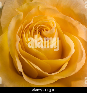 Rosa gialla close-up come fiore romantico Foto Stock