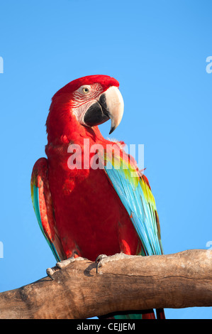 Scarlet Macaw (Ara macao) su un ramo. Foto Stock