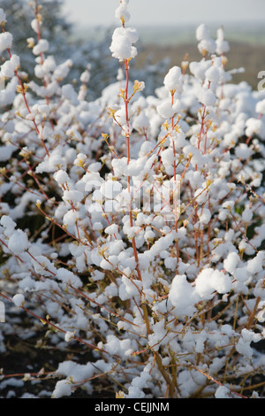 Giardino d'inverno British garden di Allendale, Kent, Regno Unito, affacciato su Romney Marsh steli di brillante arancio sanguinello (cornus Foto Stock